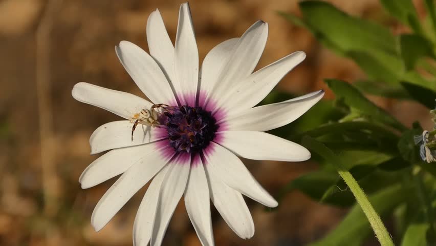 Close up photo of a Wolf Spider on a sunny day on a rusty water pipe with a blurred background.