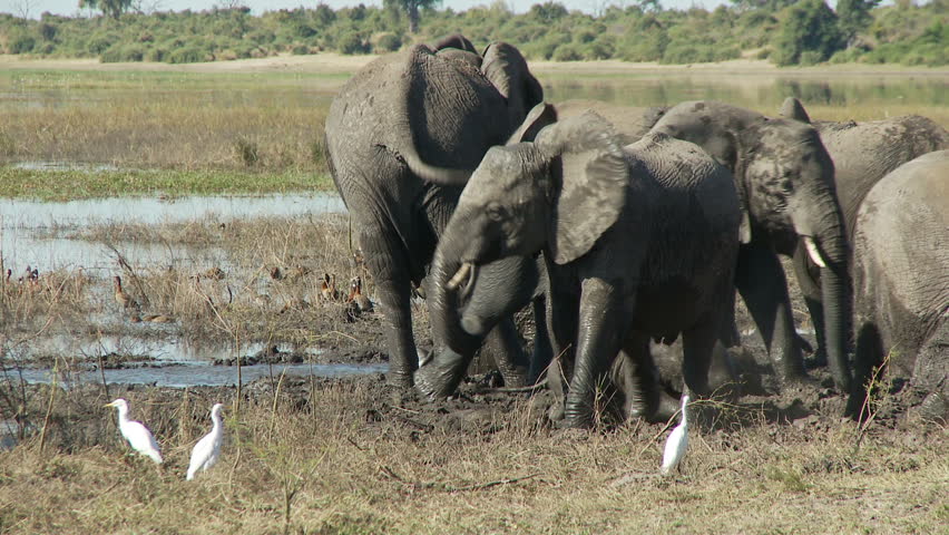 A herd of elephants enjoy a roll around the mud as a larger elephant walks