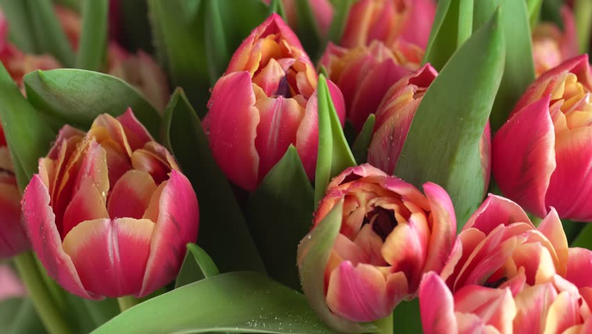 Rain falling on tulips. Macro shot of tulip flowers bunch on a pink background. Blooming red tulips flower rotating, close up. Holiday gift, bouquet, buds.