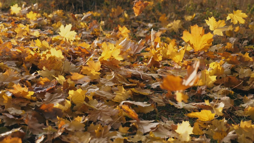 View on yellow maple leaves falling to ground in autumn forest. Ground covered with dry vivid foliage. Colorful fall season. Slow motion Close up