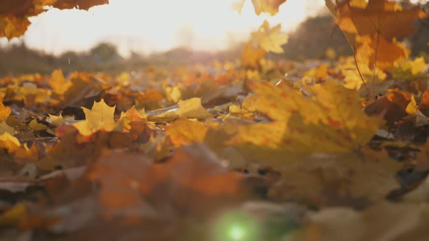 Detail view on yellow autumn leaves slowly falling. Ground covered with dry vivid foliage. Bright sunset light illuminates fallen leaves. Colorful fall season. Slow motion Dolly shot