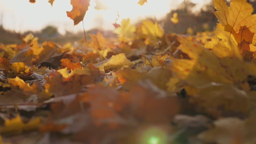 Detail view on yellow autumn leaves slowly falling. Ground covered with dry vivid foliage. Bright sunset light illuminates fallen leaves. Colorful fall season. Slow motion Dolly shot