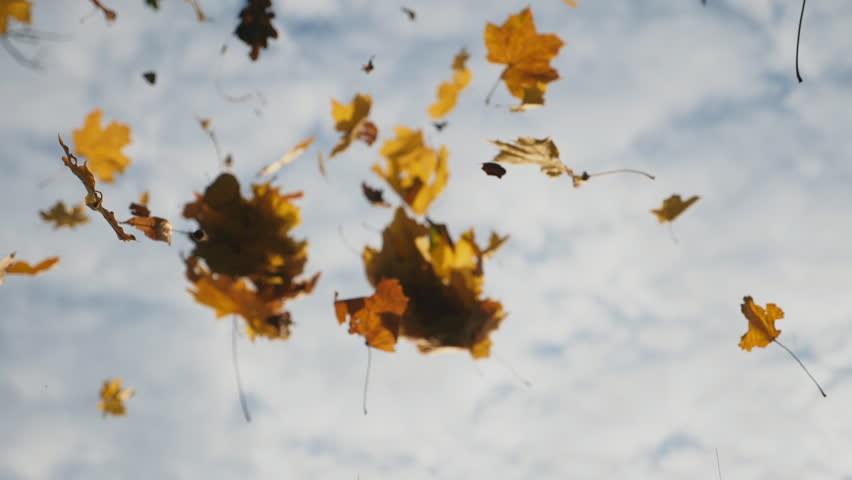 Camera following to yellow maple leaves falling to ground in autumn forest. Close up of bright foliage flying at sky background. Colorful fall season. Slow motion