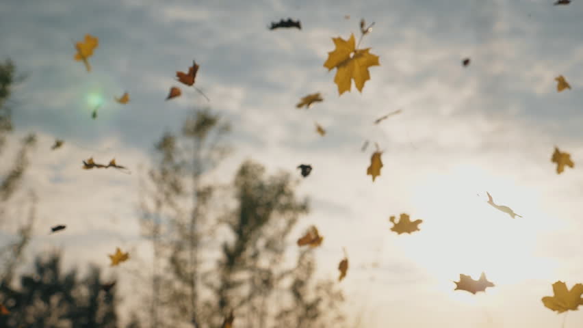 Camera following to yellow maple leaves falling to ground in autumn forest. Close up of bright foliage flying at sky background. Colorful fall season. Slow motion