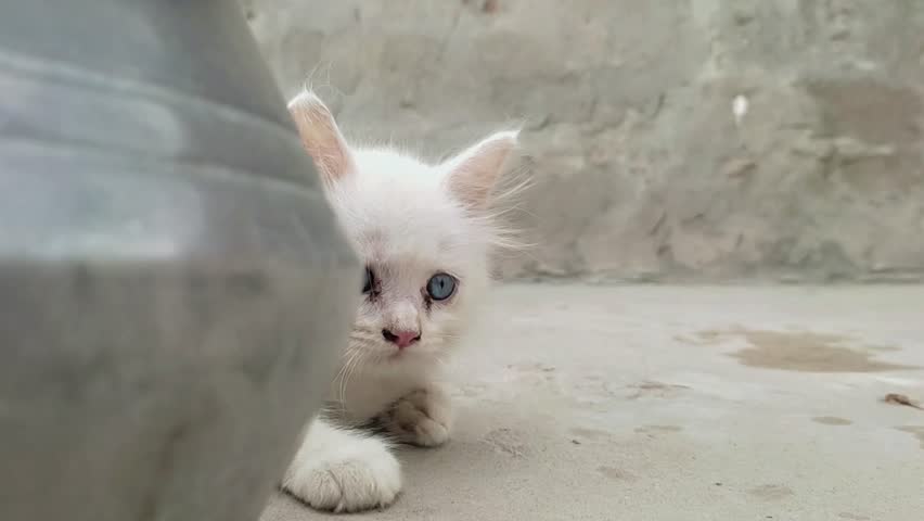 The Turkish Angora is a breed of domestic cat. Beautiful domestic white cat breed. The adorable white cat is playing in the yard of the house. Pet animal. Closeup video footage. Natural breeds of cat