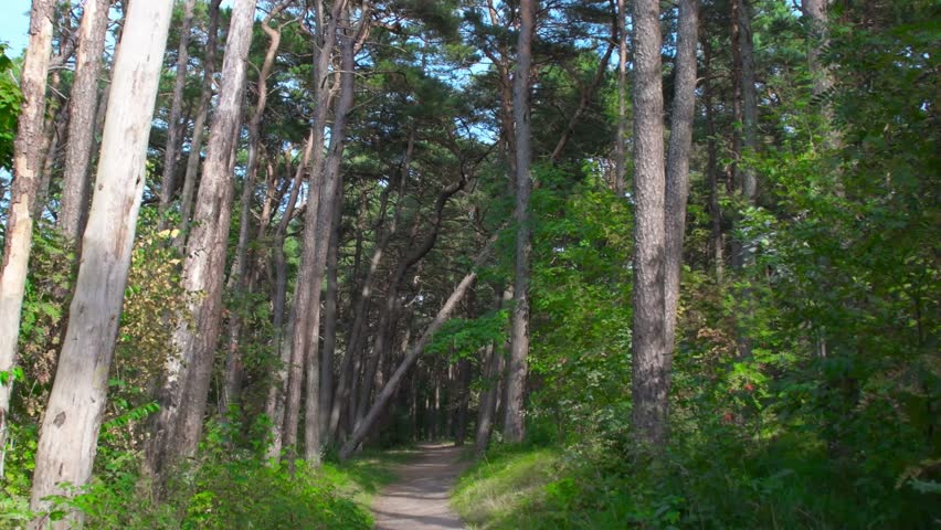 Empty dirt road in the countryside. A trodden path between trees. A path in an empty summer forest with pine trees.