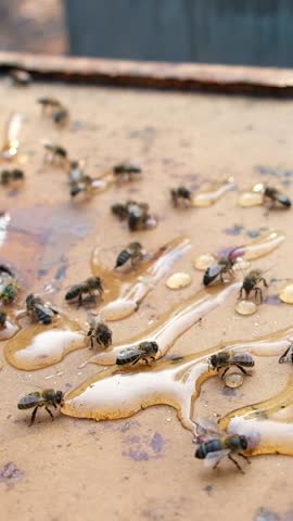 A lively swarm of bees gathers to enjoy sweet organic honey, showcasing their collective feeding behavior in a natural setting.