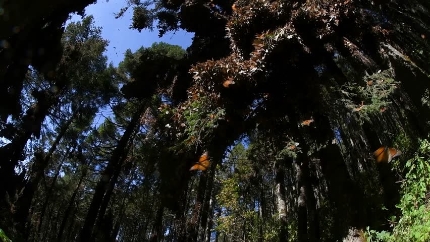 Monarch Butterflies in a Forest Sanctuary