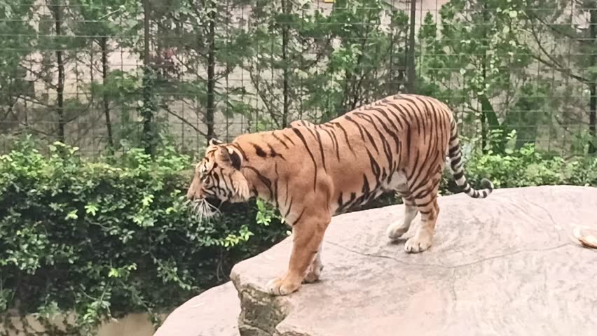 the majestic tiger in the zoo cage