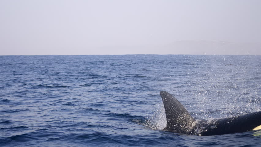 Wild orcas or killer whales in Nemuro strait, Hokkaido, Japan. Orca hunting whales. Unique shot og giant wild orca in natural habitat dive deep into ocean showing fin. South Africa. Wild life mammals.