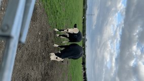 Two Cows in a field. Barry, Wales, UK 04.09.24 - Powered by Shutterstock - Get 15% off with code: PIKWIZARD15