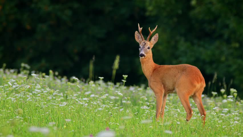 European roe deer (Capreolus capreolus) male buck in rut looking for female