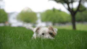 Happy dog playing with ball and lies on the grass and looking in camera. Close up footage - Powered by Shutterstock - Get 15% off with code: PIKWIZARD15