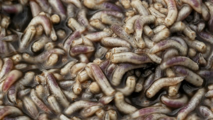 Horse leech and fly maggots feeding on a carcass