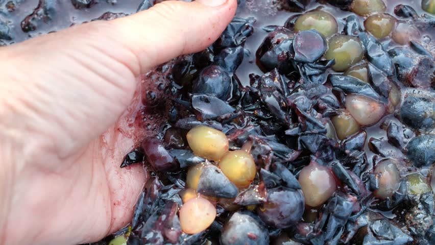 Pressing grapes by hand. Squeezed grapes. The grapes are prepared for fermentation. Wine-making process. Close-up of freshly squeezed grape juice.