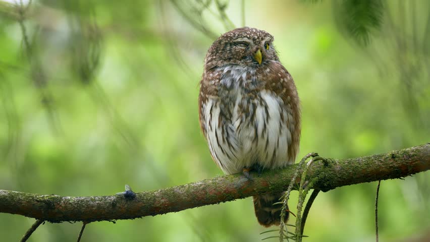 Eurasian pygmy owl (Glaucidium passerinum) annoyed by a fly, funny wildlife footage
