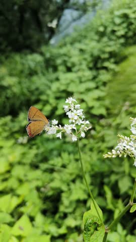 The picture shows a butterfly perched on a cluster of small white flowers with a lush green background. The butterfly has iridescent blue and black wings with a brown underside. 2024