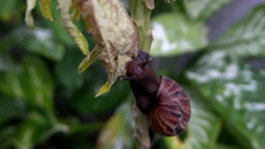 Snail is eating leaf on tree