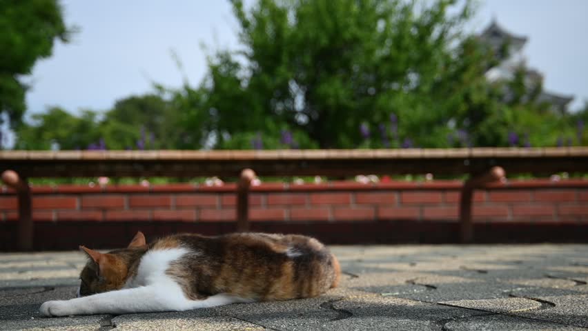 A stray cat relaxing at Nagahama-jo castle park in early summer