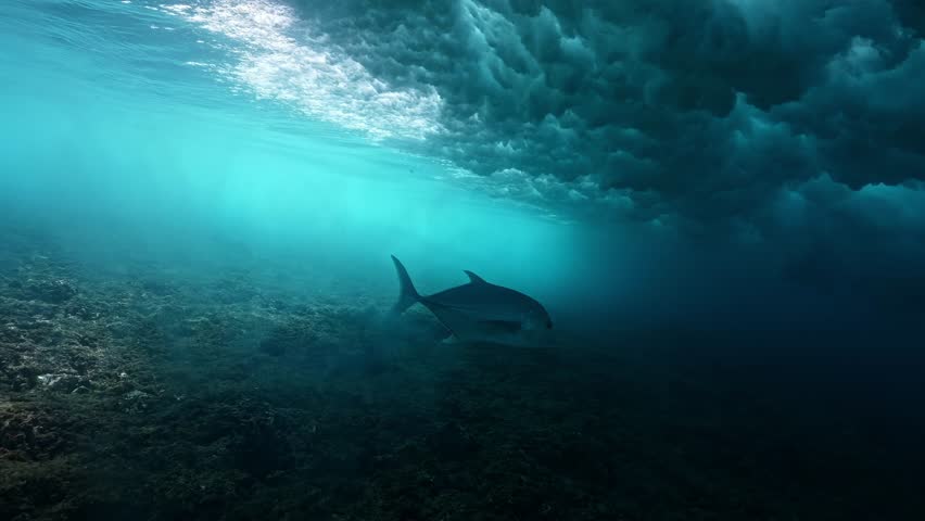 Underwater view of surfer dive under wave breaking over coral reef. Oahu north shore famous action sports destination. travel in Hawaii. slow motion 4k.