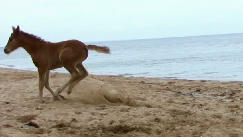 Young foal jumping for joy on a sandy beach on the background of the sea and