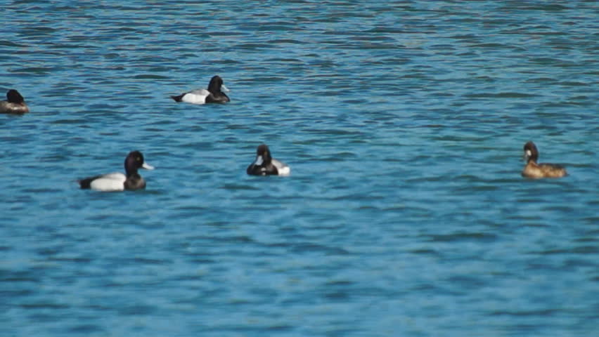 Greater Scaup Drakes and Hens, also known as Bluebill Ducks in a Florida