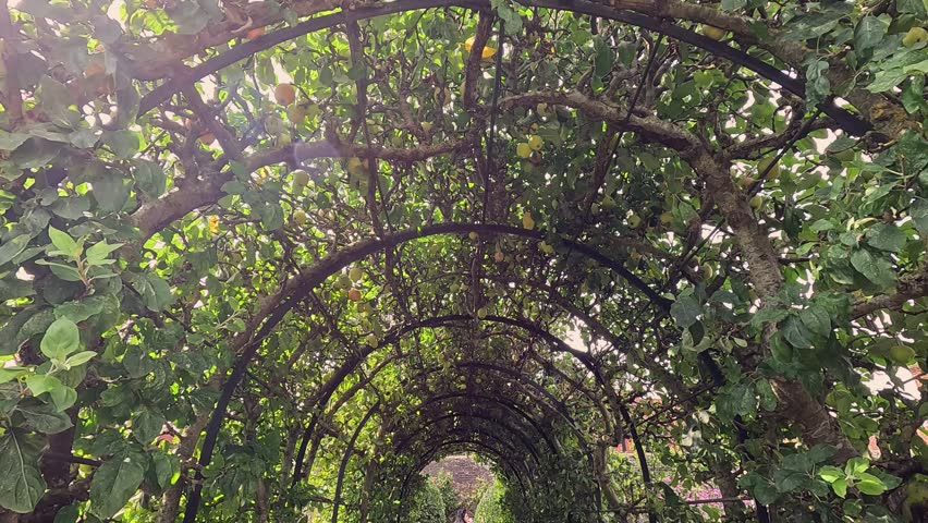 Person walking through a lush green archway
