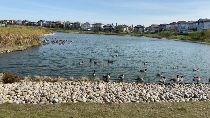 A flock of birds, such as geese and ducks, swimming under a blue sky in the pond or man-made lake surrounded by weeds, grass, and houses backing onto the lake, giving a beautiful, serene view of life