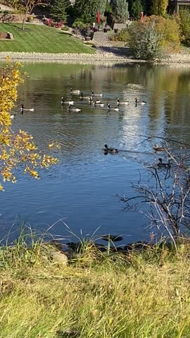 A flock of birds, such as geese and ducks, swimming under a blue sky in the pond or man-made lake surrounded by weeds, grass, and houses backing onto the lake, giving a beautiful, serene view of life