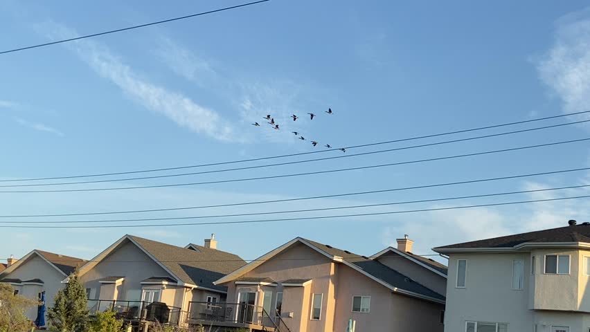 A flock of birds, specifically a group of Canada geese flying high in the blue sky on an autumn day, over light posts, transmission lines and rows of houses, migrating south before the winter arrives