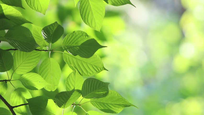 Close-up of fresh green leaves of cherry blossoms swaying in the wind