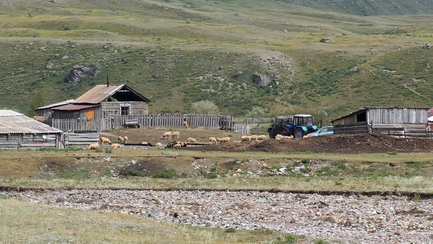 Video of a livestock farm on the banks of the Belgibash river in Altai. Rural landscape in the mountains.