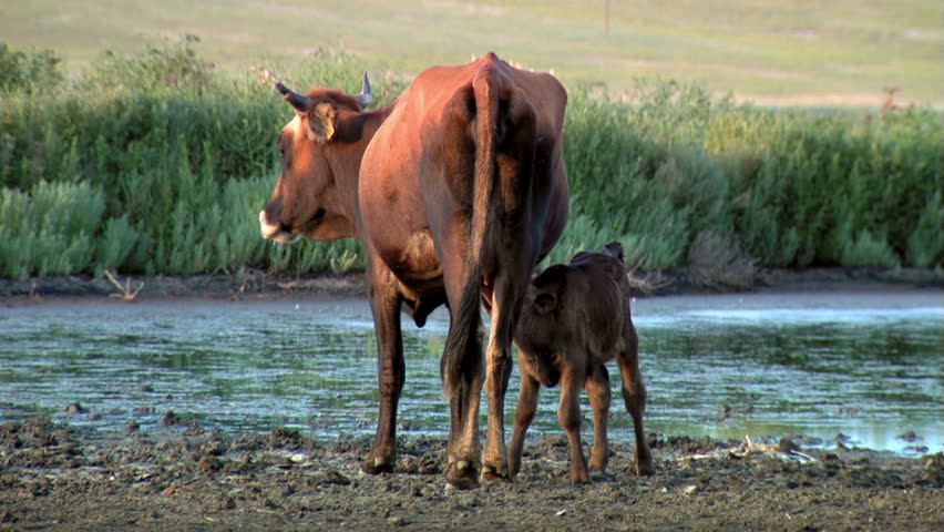 Cow nursing calf in the wild...