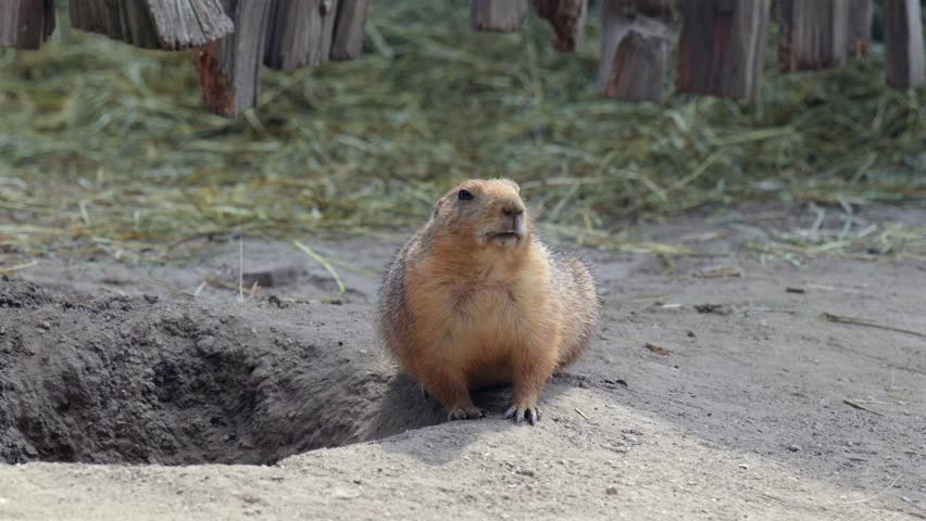 A prairie dog sits alert by its burrow in a zoo or wildlife park, surrounded by hay and dirt.