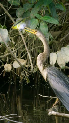 Anhinga bird eating a fish it hunted, Amazon River, tropical rainforest fauna, vertical video.