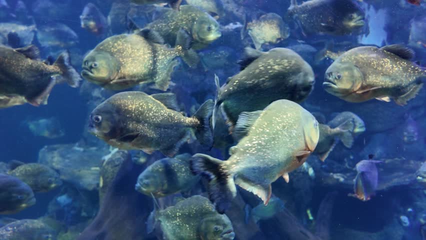 4k video footage of Red-bellied Piranha ( Pygocentrus nattereri ) swim inside the aquarium.