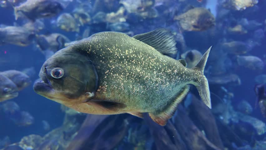 4k video footage of Red-bellied Piranha ( Pygocentrus nattereri ) swim inside the aquarium.