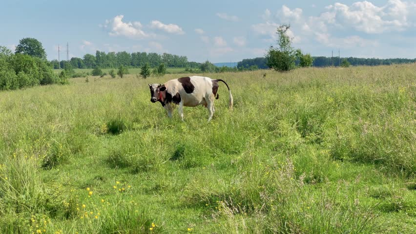 The black and white cow poops on a hillside on the green grass and a bull stands nearby and looks at the camera