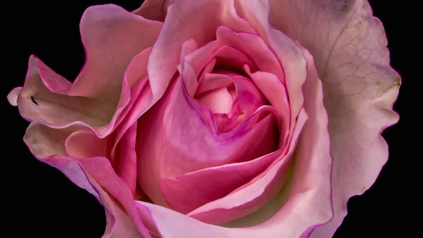 Beautiful Rose Flower background. Blooming rose flower open, time lapse, close-up. Wedding backdrop, Valentine's Day concept. Bouquet on black backdrop, closeup.