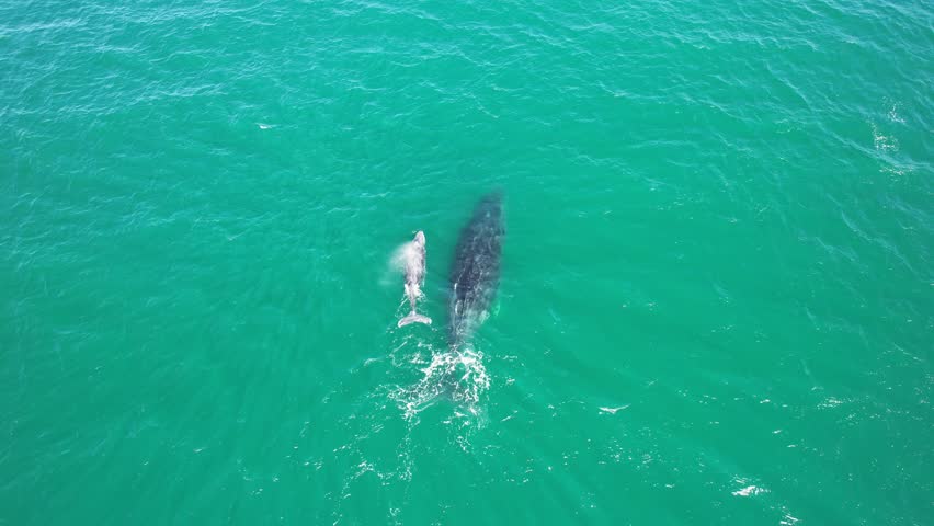 Humpback Whale Adult And Calf Swimming In Sea In New South Wales, Australia. aerial, slow motion