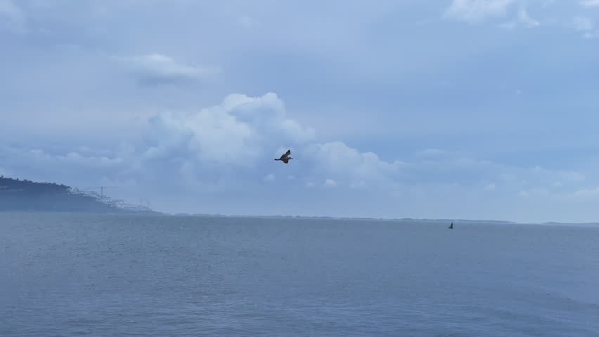 Seagull bird flies over the sea