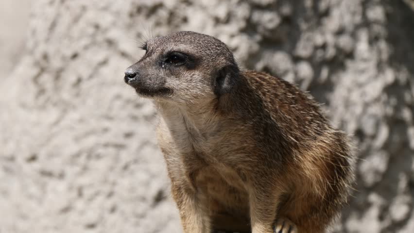 A close-up view of a meerkat sitting on the ground