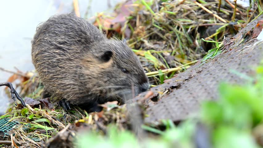 A closeup view of a cute nutria eating twigs at the riverside