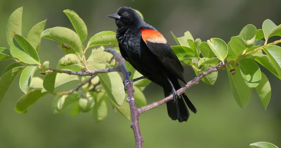 A red winged blackbird with song in Florida marsh
