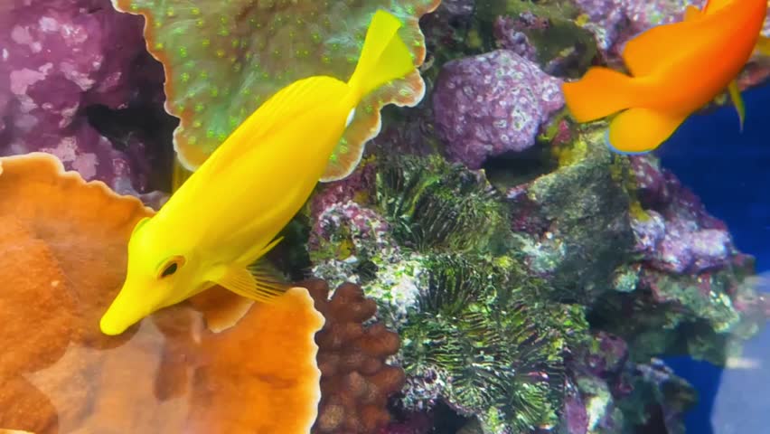 Underwater footage of a yellow fish near the reefs swimming in aquarium of the Pacific in Long Beach California