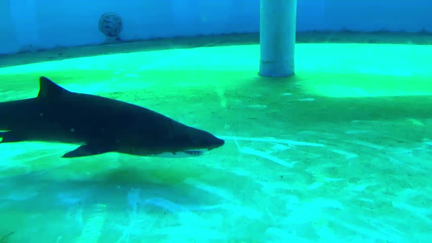 Underwater footage of a great shark swimming in the aquarium of the Pacific in Long Beach California