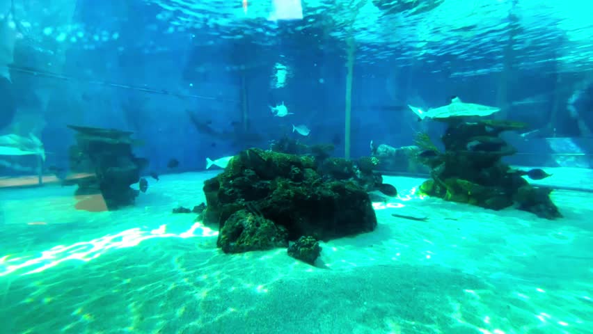 Various fish swimming in Aquarium of the Pacific, Long Beach California, USA