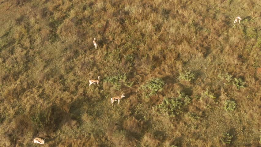 A drone view of springbok antelopes walking on the grass