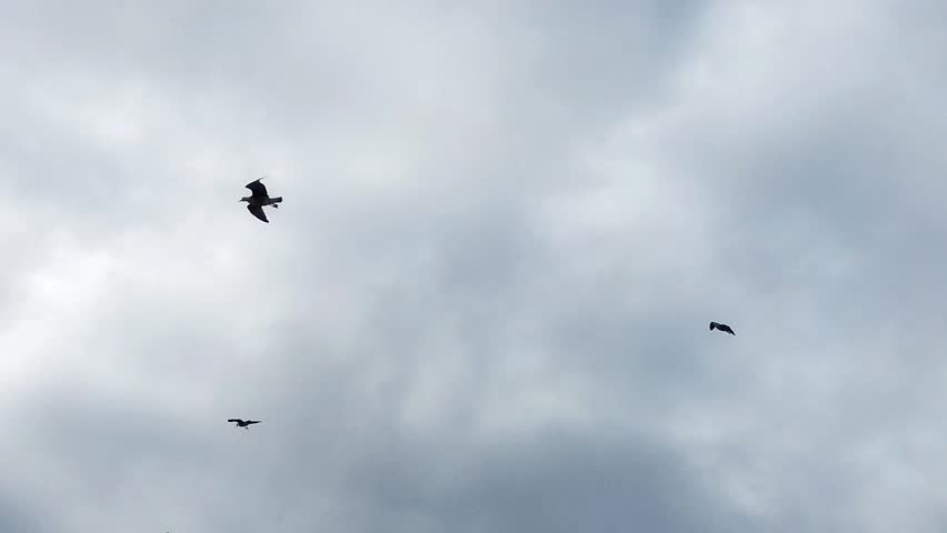 A beautiful view of flying birds in a sky with clouds