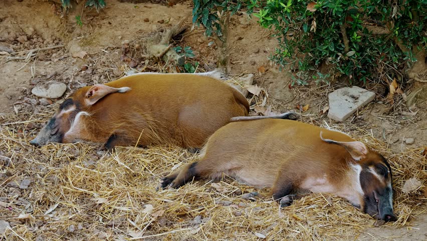 Pair of Resting Red River Hogs Amidst Dry Grass and Earth